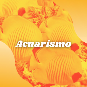 Acuarismo