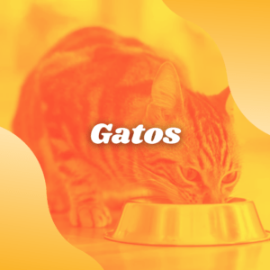 Gatos